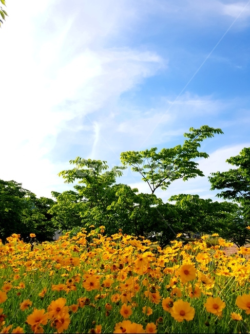 금계국,봄,풍경,노랑,파랑하늘,햇빛,봄,계절,spring,season,자연,풍경,nature,landscape,식물,plants,꽃,flower,plant