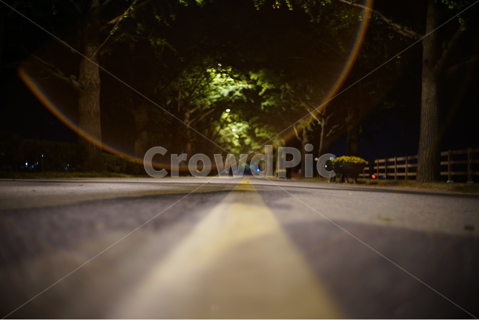 야간,플레어,가운데,나무,길거리,야경,밤,풍경,nightscape,night,landscape,교통,교통수단,traffic,transportation,asphalt,아스팔트,road,도로