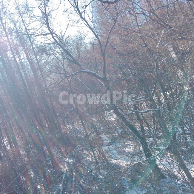 겨울,산,눈덥한산,산중,스키장,겨울숲