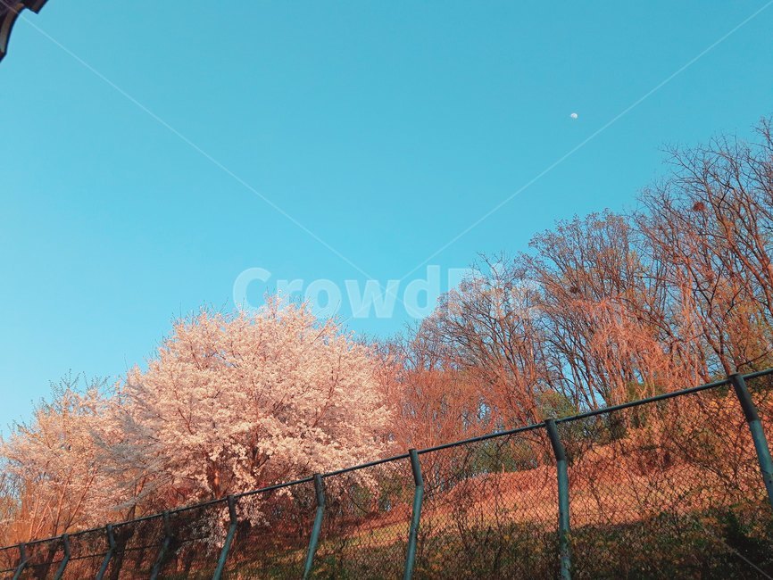 달,벚꽃,하늘,맑은날,자연,산
