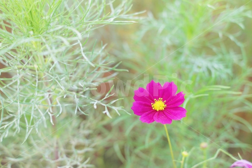 가을,코스모스,아름다움,가을꽃,한강,가을,계절,fall,autumn,season,식물,자연,plants,nature,꽃,flower,geranium,제라늄,plant,blossom,petal,꽃잎