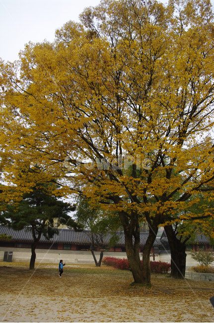 가을,fall,나무,식물,plant,단풍,잎,가을,계절,fall,autumn,season,자연,풍경,nature,landscape,한국자연풍경,한국자연경관,korea nature landscape,tree,tree trunk,나무 줄기,human,인간,person,사람