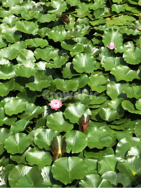 연못,연꽃,flower,plant,식물,lotus,pond