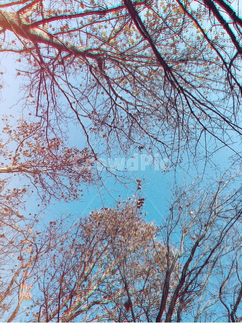 하늘,나무,겨울,sky,winter,겨울,계절,winter,season,식물,자연,plants,nature,나무,trees,wood