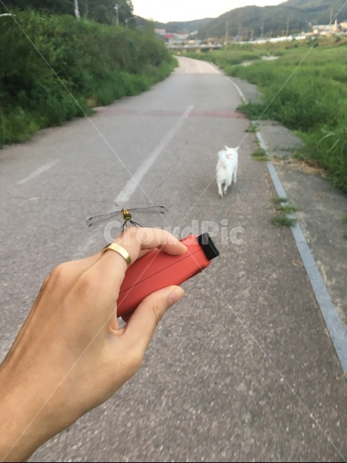 강아지,잠자리,산책중,자전거길,푸른들판,동물,animal,곤충,벌레,insect,bug