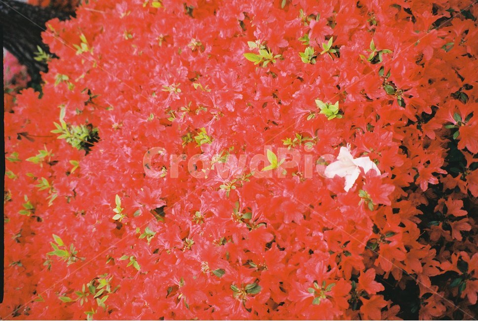 leaf,잎,plant,식물,tree,나무,단풍,maple,빨간꽃,필름카메라,필름