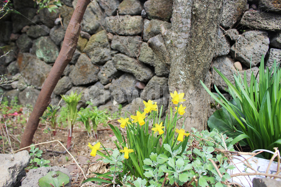 수선화,돌담,소박함,봄꽃,봄,꽃,나무,식물,봄,계절,spring,season,식물,자연,plants,nature,꽃,flower,plant