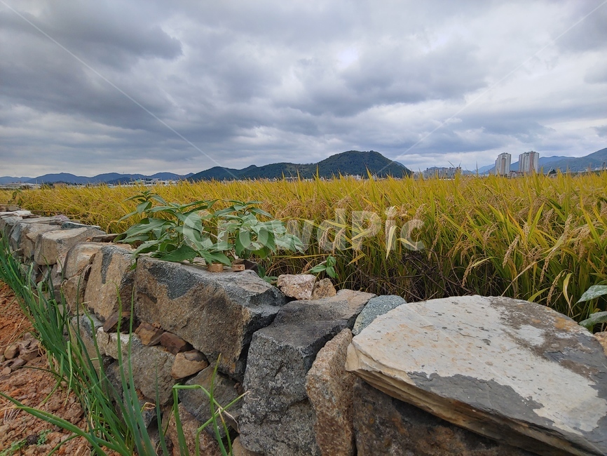 돌담,가을,구름,흐림,흐린날,날씨,들판,자연,농촌,weather,풍경,농업,농사,agriculture,farming,farming industry