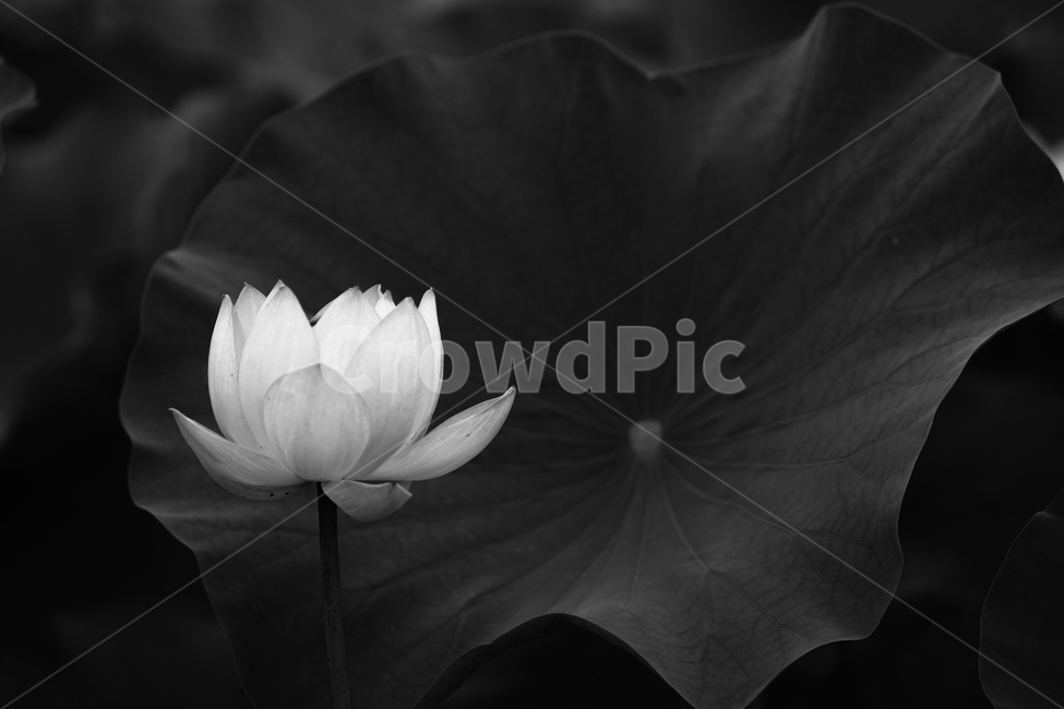 연밭,연,연꽃,식물,연밥,연잎,식물,자연,plants,nature,꽃,flower,흑백,모노톤,monochrome,black and white