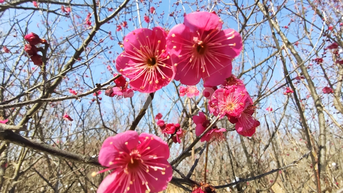 홍매화,매화,매화꽃,붉은매화꽃,홍매,자장매,maehwa,plant,식물,flower,blossom,꽃,식물,자연,plants,nature,꽃,flower