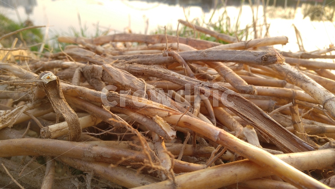 갈대,갈대뿌리,갈색,건조,배경,reed,reedroot,brown,drying,background