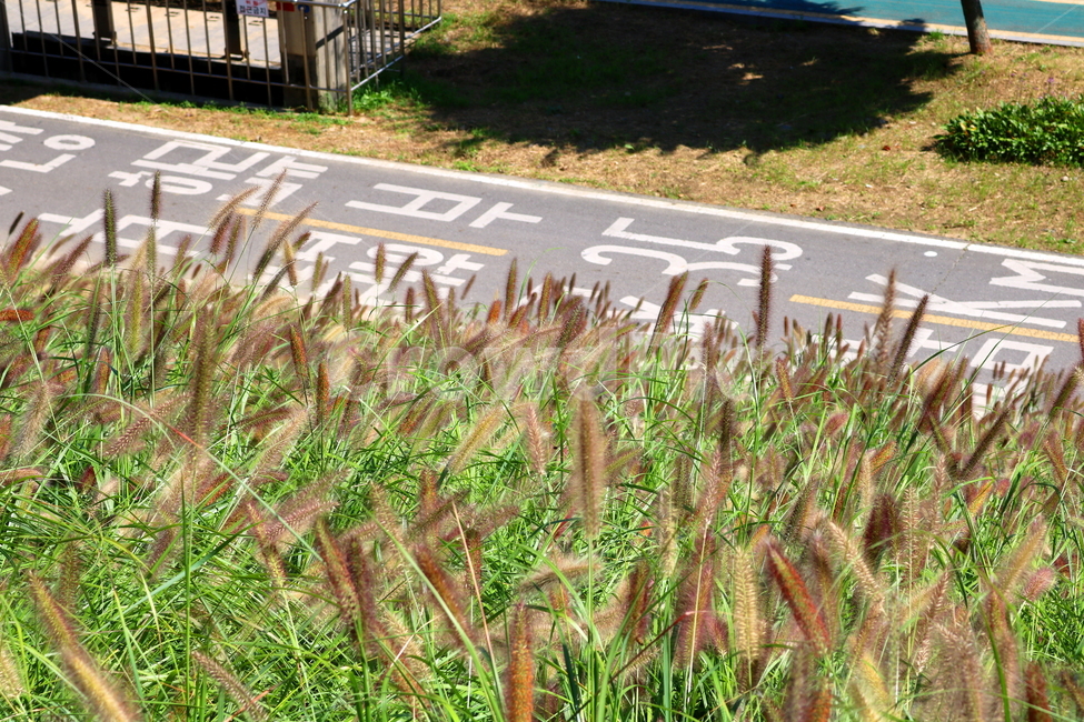 수크령,길갱이,랑미초,식물,벼과,벼과식물,자연,식물,자연,plants,nature