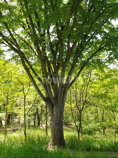 웅장한나무,산책길,힐링,편안함,피톤치드