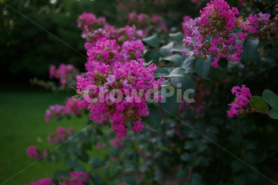 배롱나무,배롱나무꽃,꽃,야생초,flower,식물,plant,green,초록,식물,자연,plants,nature,꽃,flower