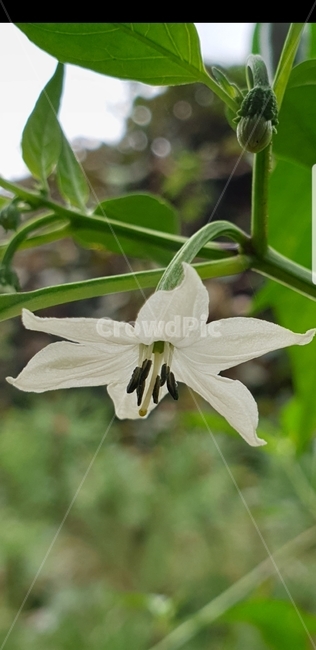 plant,식물,꽃,flower,고추꽃,고추,식물,자연,plants,nature,꽃,flower