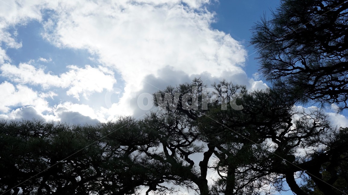 소나무,자연,하늘,가지,솔잎,pinetree,nature,sky,branches,cloudy,리쓰린공원,일본,가가와현,Ritsturingarden,Kagawa,Japan,자연,풍경,nature,landscape,tree,나무,plant,식물,weather,날씨