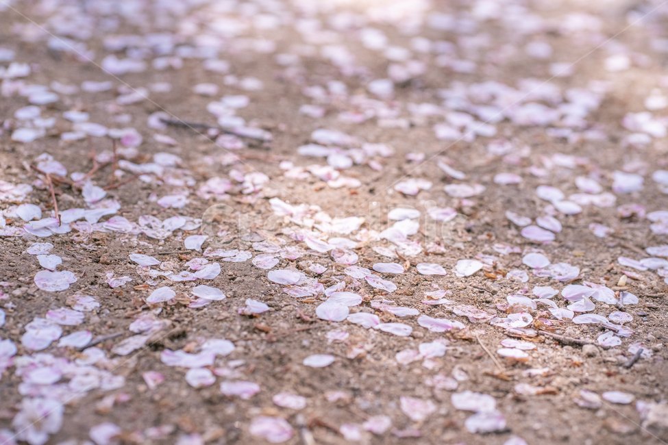 꽃,꽃잎,떨어진,흙,봄,벚꽃,봄,계절,spring,season