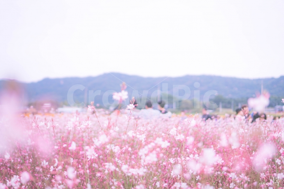 꽃,가을,분홍,남자,우정,양주,나리공원,식물,자연,plants,nature,꽃,flower,감성,sensible,feeling