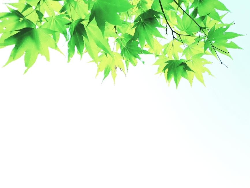 초록,나무,여름,식물,계절,자연,nature,plant,abstract,background,treeleaf,tree,단풍잎,자연,풍경,nature,landscape,식물,plants,leaf,잎