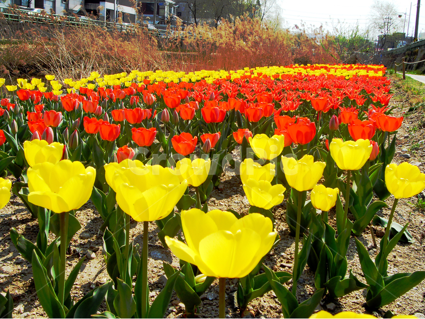 꽃,튤립,노란튤립,빨간튤립,공원,봄꽃,식물,자연,plants,nature,꽃,flower