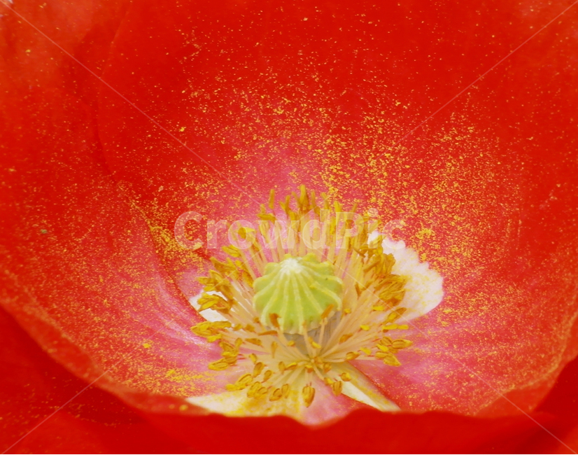 꽃,접사,환희,색,접시꽃,꽃술,꽃가루,빨강,flower