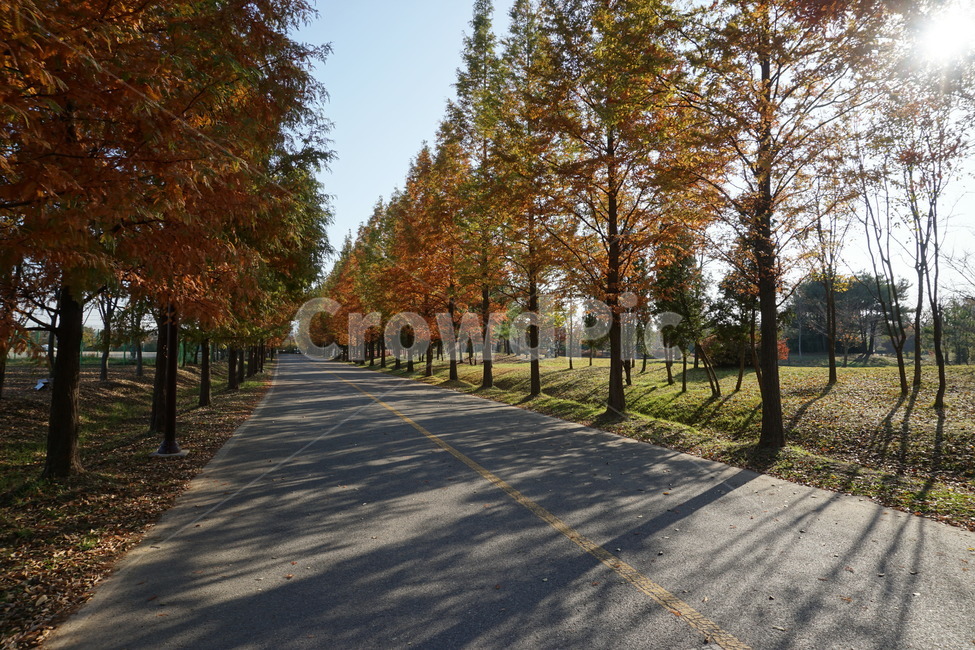 plant,식물,nature,자연,tree,나무,treetrunk,나무줄기,autumn,가을,단풍나무,단풍,maple,grass,잔디,sky,mapletree,하늘,도로,가로수길,road