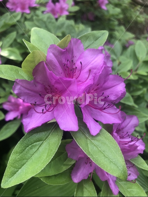 산철쭉,철쭉,꽃,봄,식물,조경