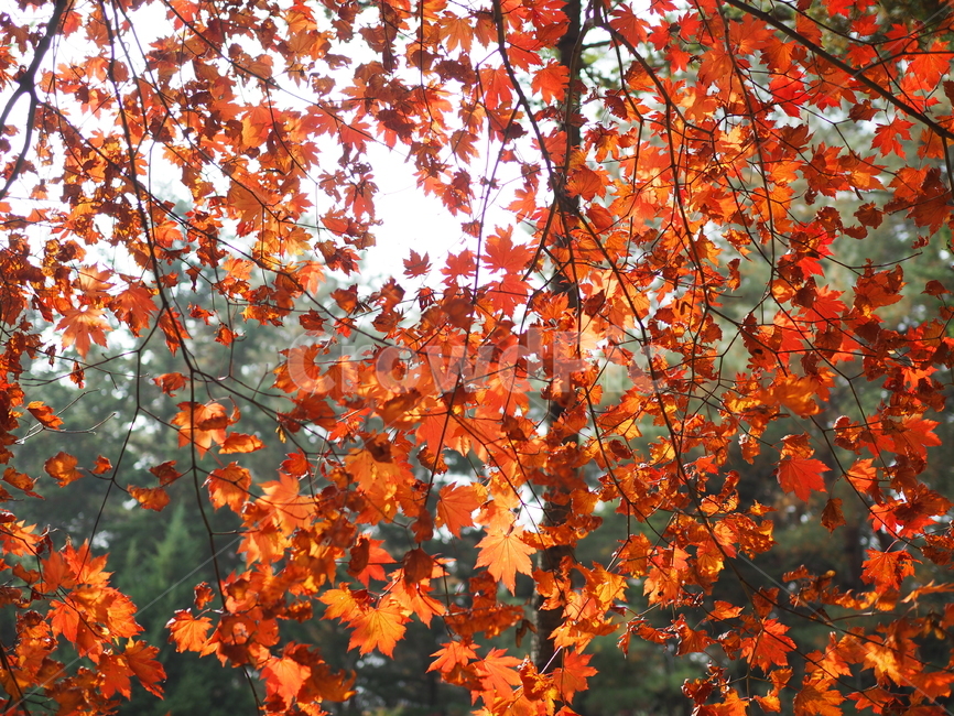 plant,식물,leaf,잎,tree,나무,maple