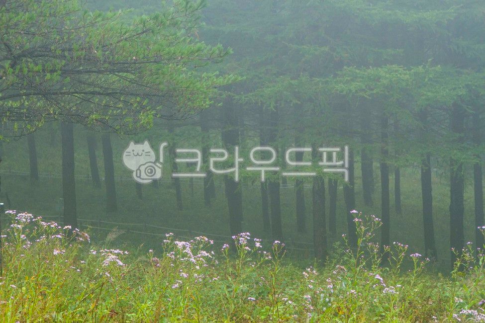 만항재,태백,야생화축제,천상의화원,천상화원,함백산만항재,야생화,안개,산상의화원,하늘숲정원