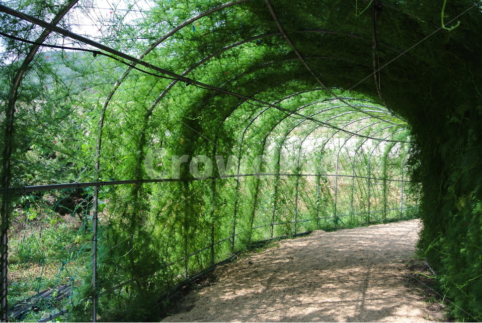 garden,정원,옥외,outdoors,식물,초록,식물,자연,plants,nature