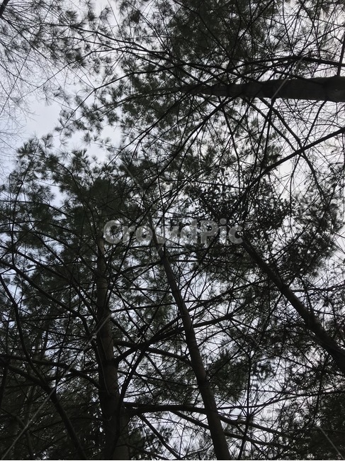 하늘,나무,소나무,숲,경치,식물,자연,plants,nature,나무,trees,wood