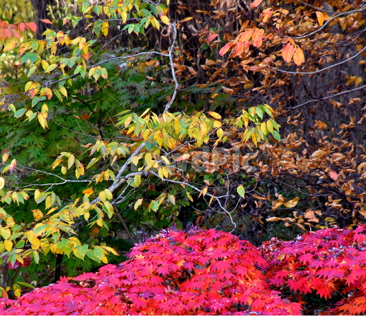 가을,단풍,경치,낙엽,색갈,조화,아름다움,힐링,가을,계절,fall,autumn,season,자연,풍경,nature,landscape,plant,식물,leaf,잎,tree,나무,maple
