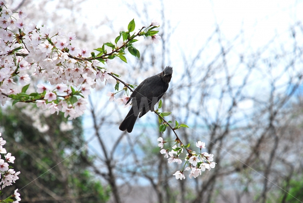 직박구리,새,벚꽃,나무,자연,동물,텃새,공원,산,생태,축제,꽃,나뭇가지,봄,여름,계절,도시새,식물,자연,plants,nature,동물,animal,봄,계절,spring,season,조류,새,birds,꽃,flower,bird