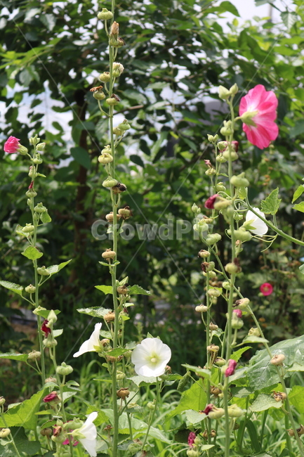 접시꽃,여름,자연,식물,꽃,flower,nature