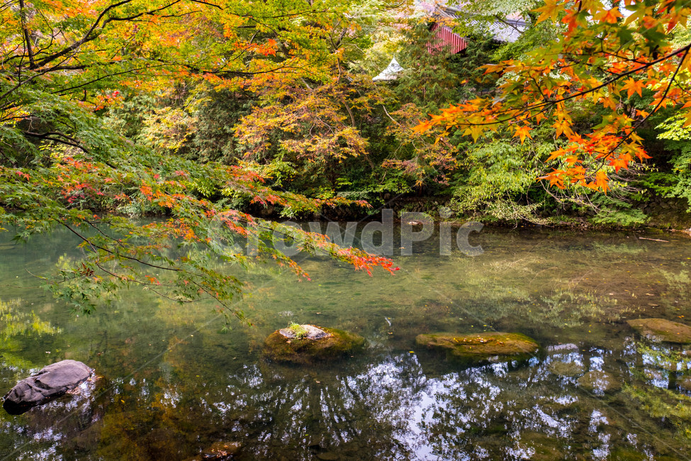 풍경,배경,가을,단풍,등산,전라도,내장산,background,scenery,autumn,maple,mountain,계절,fal,lseason,자연,nature,landscape,한국자연풍경,한국자연경관,koreanaturelandscape,한국전통,한국문화,koreantraditional,koreanculture,사람들,대중,군중,other,people,crowd,물들다,반영,백암사,오색,명소,배경화면,가을,계절,fall,autumn,season,자연,풍경,nature,landscape,한국자연풍경,한국자연경관,korea nature landscape,leaf,잎,plant,식물,water,물,outdoors,옥외