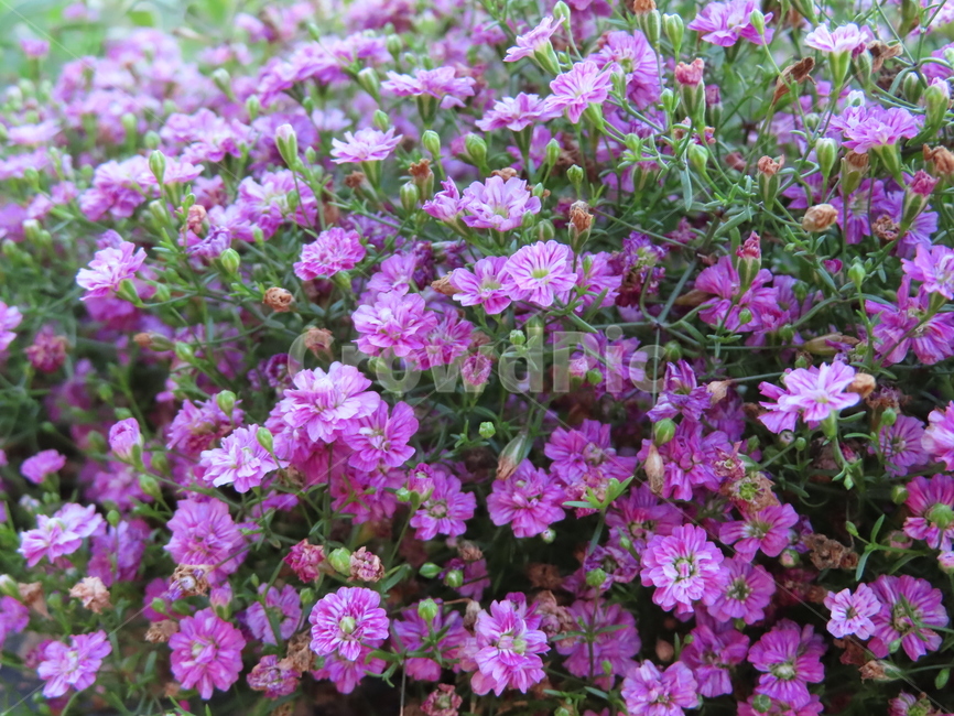 작은꽃,아름다움,귀여움,작다,꽃,식물,공원,화려함,smallflowers,beauty,small,plants,parks,flowers