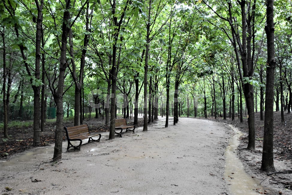 숲길,비오는날,산책길,나무,땅,자연,풍경,nature,landscape,bench,벤치
