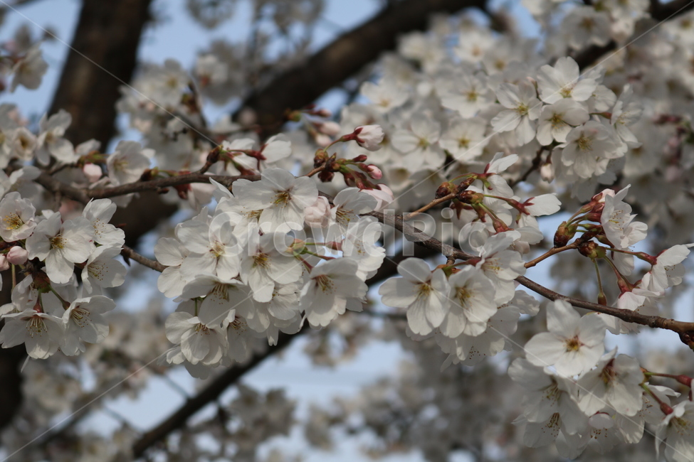 plant,식물,blossom,꽃,flower,벚꽃