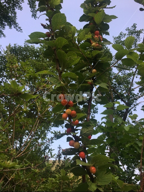 살구,apricot,과일,fruit,음식,plant,식물,produce,food,열매,green,red,과일,열매,fruit