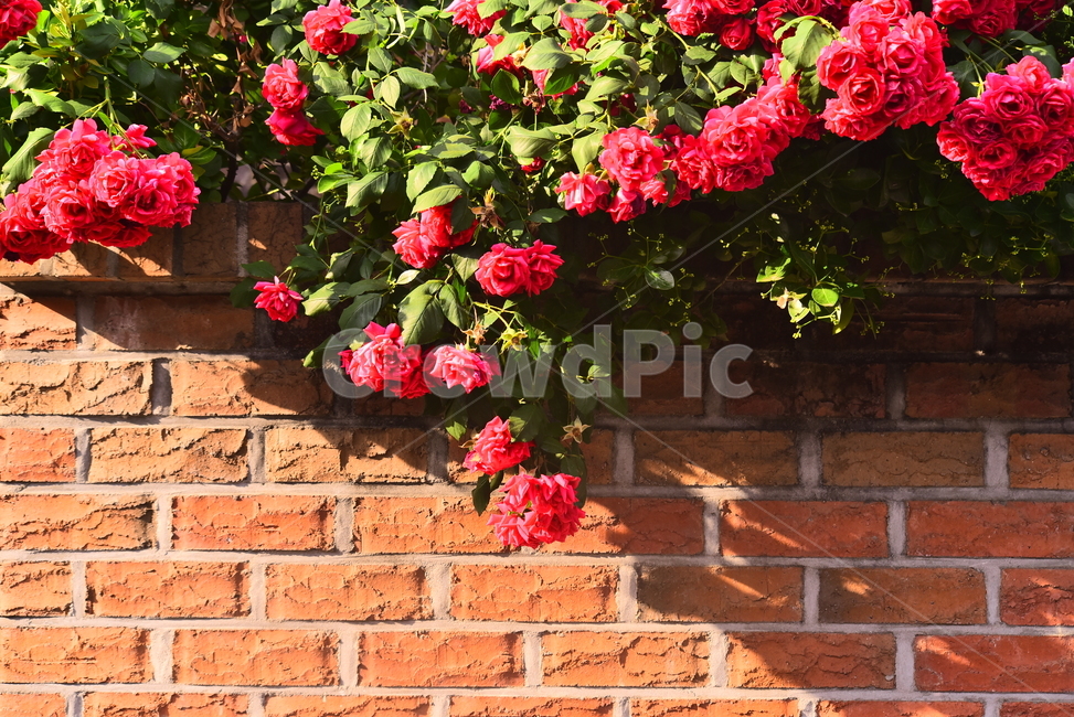 장미,넝쿨장미,로즈,벽돌담,담장,울타리,rose,season,시즌,계절,wall,5월,6월,붉은색장미,빨강색,꽃,명암,그림자,오후