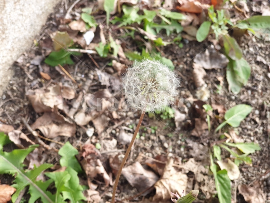 plant,식물,꽃,flower,민들레