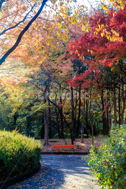 단풍,가을,벤치,계절,의자,빛,나무,하늘,감성,힐링,fall,autumn,season,자연,풍경,nature,landscape,trees,공원,가을풍경,휴식,relaxation,healing,가을,계절,fall,autumn,season,tree,plant,식물,furniture,가구