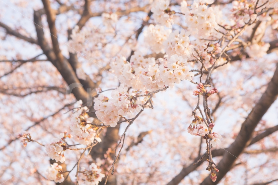 봄,벚꽃,꽃,나무,자연,풍경,풍경사진,봄사진,꽃사진,벚꽃사진,flower,flowers,cherryblossom,tree,nature,landscape,spring,식물,자연,plants,nature,봄,계절,spring,season,꽃,flower,plant,blossom