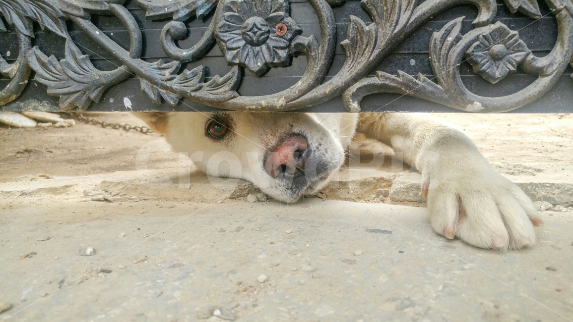 백구,간절한눈빛,개사진,dogphoto,진돗개,애절한눈빛,내뼈를돌려줘,고해상,풍경,사진,백그라운드,배경,배경화면,한국,사람없음,랜드마크,국내,경치,여백,맑음,상쾌,아웃포커스,동물,animal,포유류,mammal,개,강아지,dog,doggy