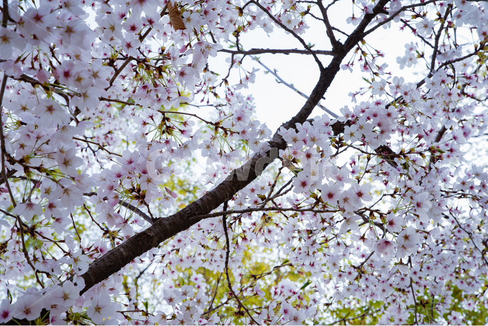 봄,spring,봄꽃,벚나무,벚꽃,사쿠라,식물,감성,feel,feeling,봄,계절,spring,season,plant,flower,꽃,blossom
