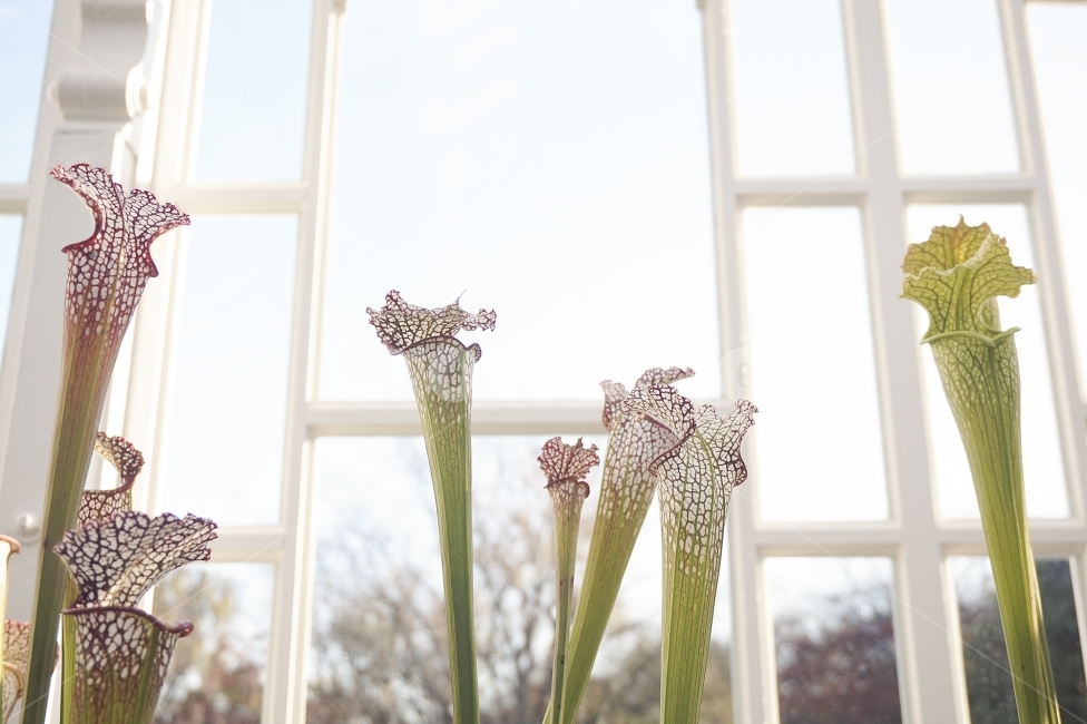 꽃,식물,자연,하얀꽃,온실,flower,plant,plants,nature,whiteflower,하얀색,흰색,white,나무,tree,잎사귀,잎,leaf,greenhouse,식물,자연,plants,nature,꽃,flower,실내용화초,화분,화초,house plant,인테리어,실내디자인,interior design