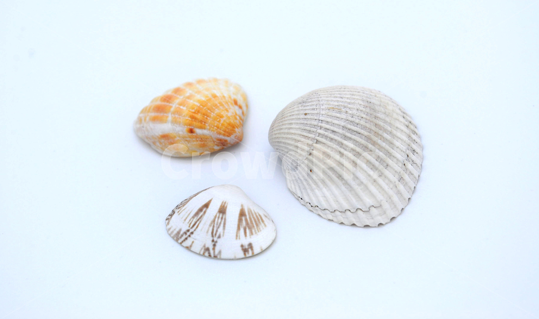 조개,조개껍데기,오브젝트,누끼,흰배경,removebackground,사물,연출,concept,object,스튜디오,소품,shell,자연,화이트