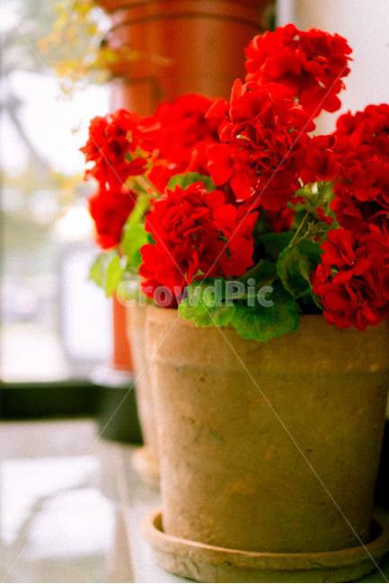 plant,식물,flower,blossom,꽃,flowerbouquet,꽃부케,꽃꽂이