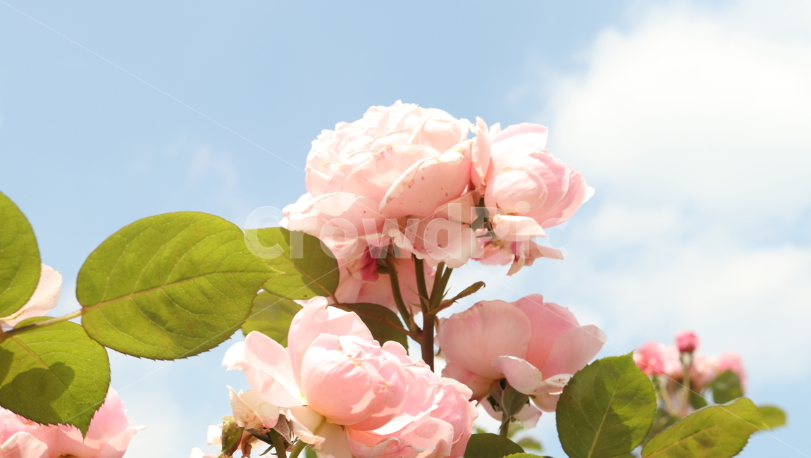 장미,꽃,rose,flower,식물,5월,자연,힐링,여유,식물,자연,plants,nature,꽃,flower
