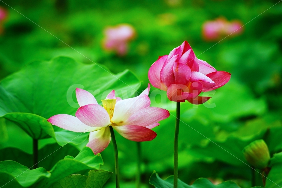 연꽃,꽃,식물,자연,연잎,식물,자연,plants,nature,꽃,flower